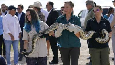 Photos: More than 800 compete in ‘Python Challenge’ hunt in Florida Everglades