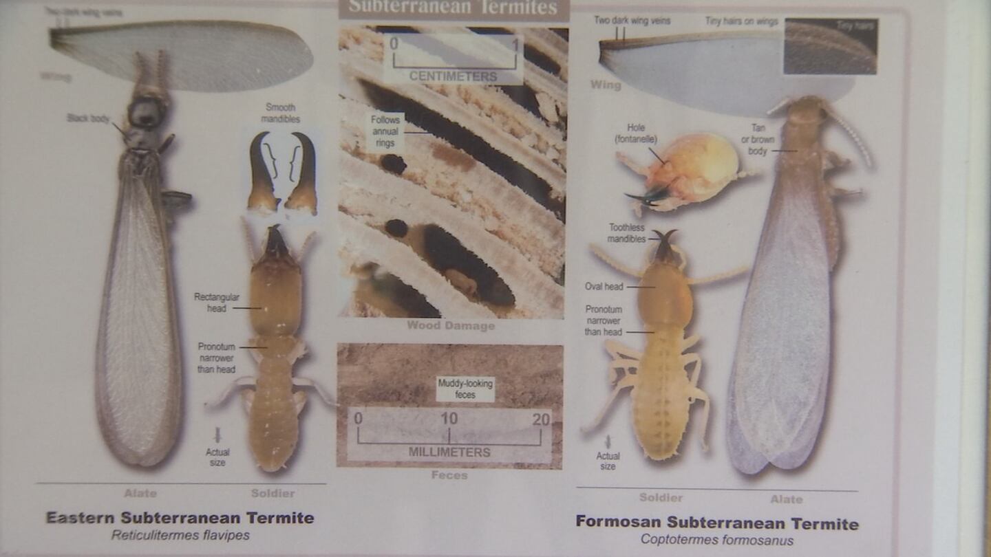 Florida has the best variety of termite species within the nation – WFTV