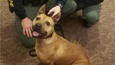 Dog rescued from dog fighting joins sheriff’s office