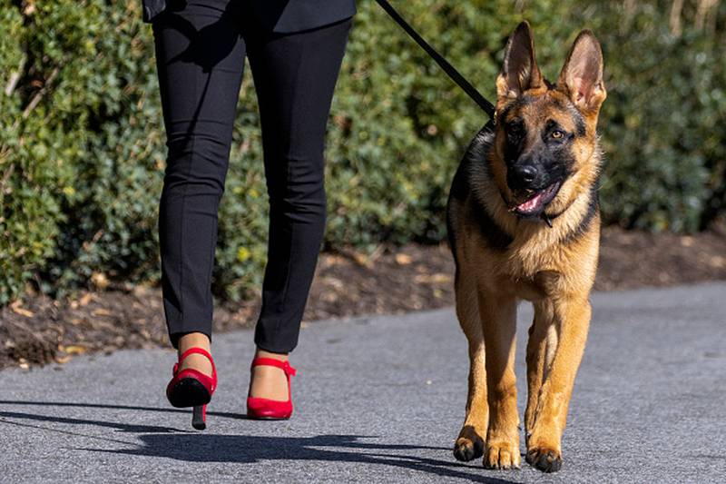 Biden was walking the dog in the Kennedy Garden on Sept. 12, 2023, when Commander bit a Secret Service agent who approached the president to help him with something, according to the records obtained by conservative activist group Judicial Watch and reviewed by ABC News show.