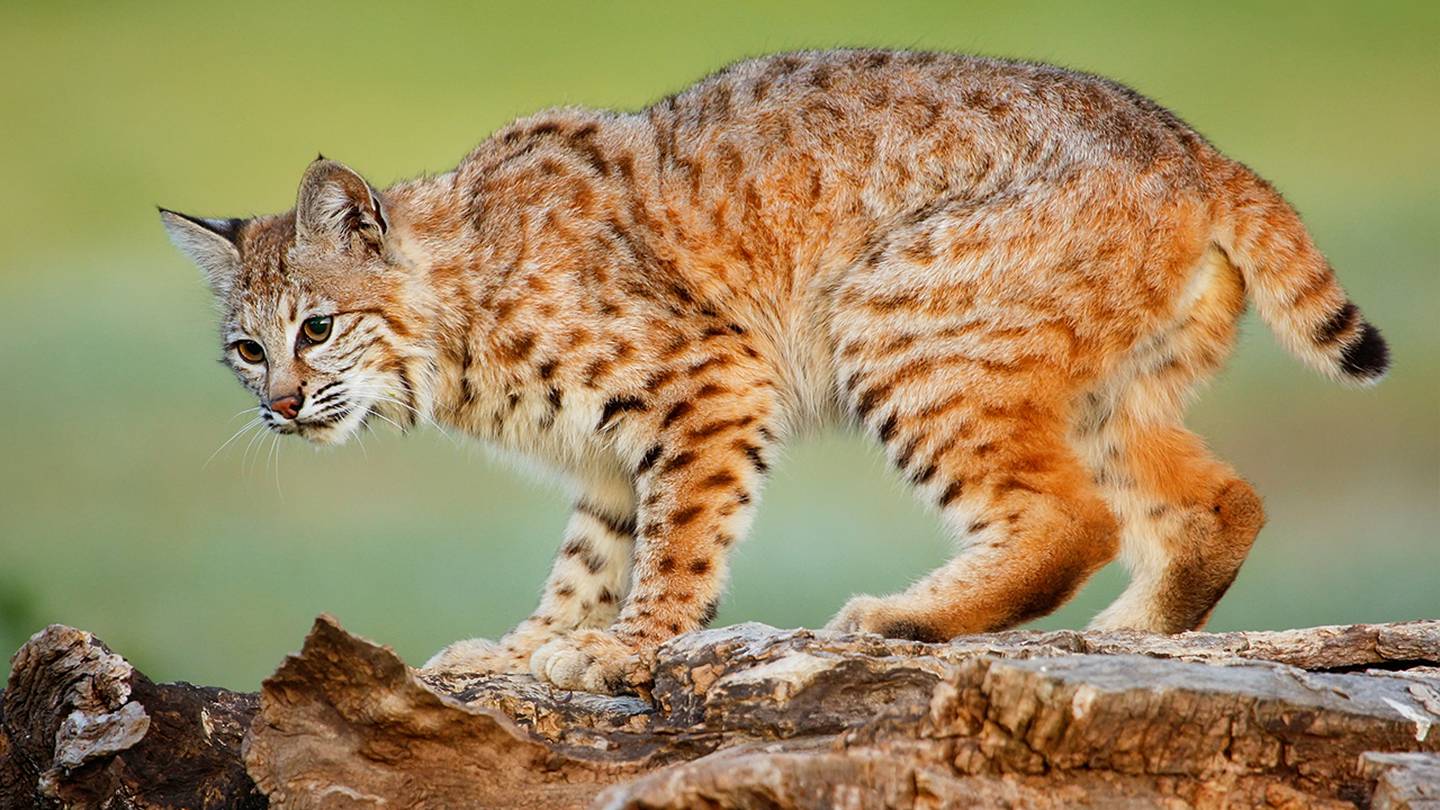 Bobcat Spotted In Orange County 