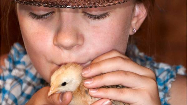CDC: Don't ‘kiss or snuggle backyard poultry’ due to salmonella risk