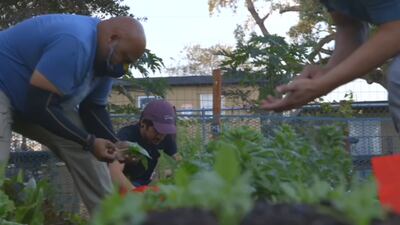 VIDEO: More minorities turning to agriculture industry during pandemic