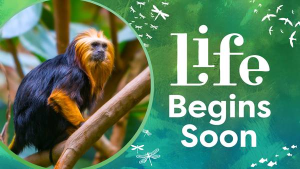 Orlando Science Center will open a new ‘Life’ exhibit this week