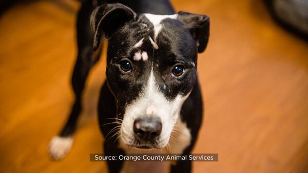 Photos: Orange County shelter seeks home for dog found abandoned in garbage can