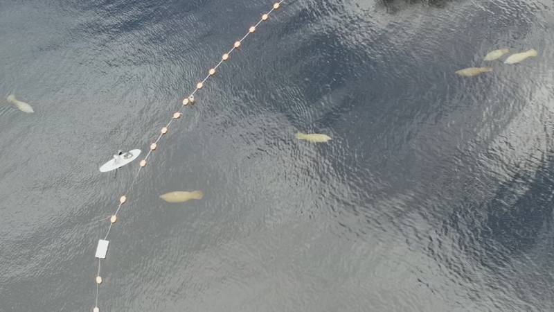 Manatee viewing at Blue Spring has visitors lined up for miles