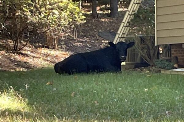 Cow surprises neighbors near Atlanta