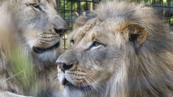 Brevard Zoo offers free admission for children with Florida resident for September