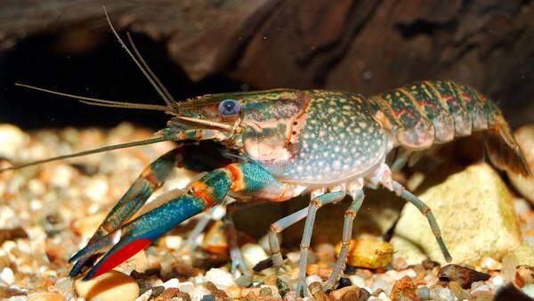Invasive crayfish found in Texas pond