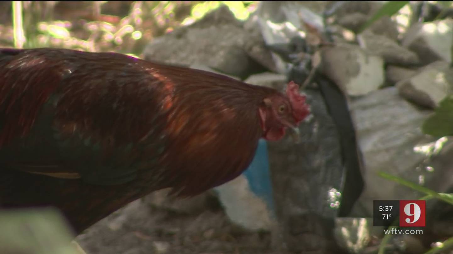 Parramore Residents Cry Fowl Over Feral Chickens Wftv 