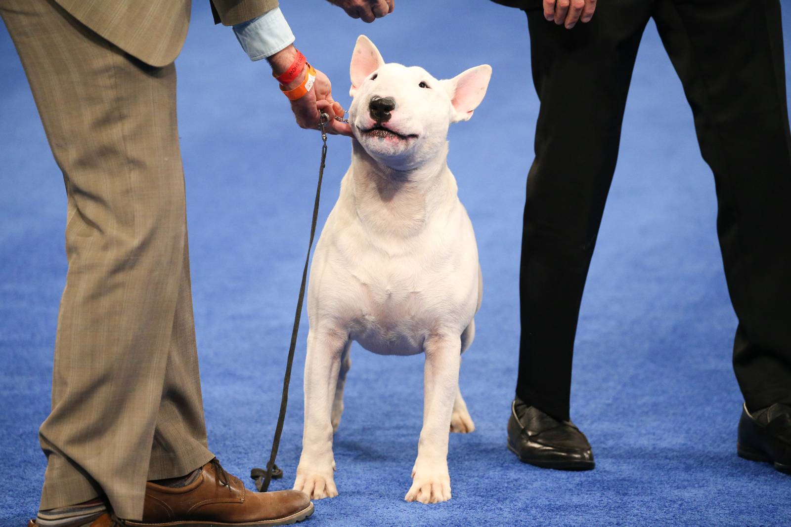 Best in Show Winner of National Dog Show named WFTV