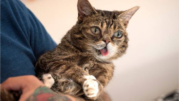 Feline Instagram celebrity Lil Bub dies, owner announces