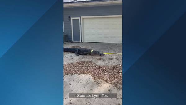 Homeowner: 11-foot gator found in pool busted through screen ‘like the Kool-Aid Man’