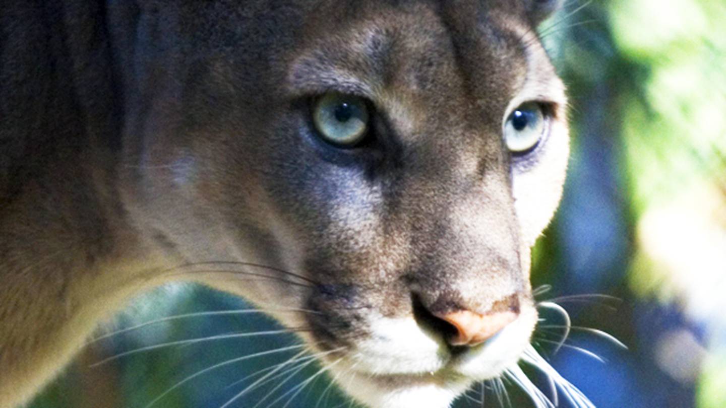 Reclusive, beautiful and endangered: 9 facts about the Florida panther –  WFTV