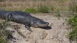 Tips to keep you and your pets safe as gator mating season approaches
