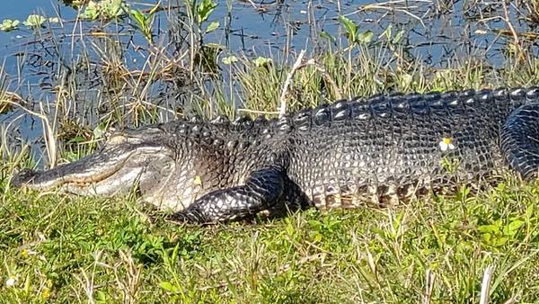 Gator activity shuts down swim area at Orange County park