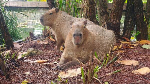 Gatorland opening new encounter this summer featuring the world’s largest rodent