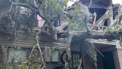 Large oak tree crashes into apartment building in Orange City