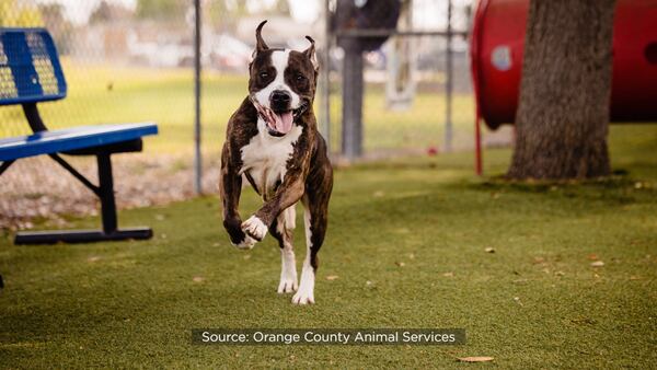 Photos: Meet Nicholas: Orange County Animal Services' longest canine resident