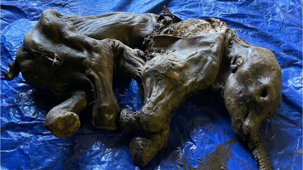 Frozen baby woolly mammoth remains found in Yukon Territory excavation