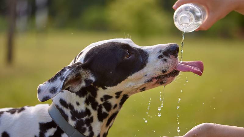 Summertime is perfect for outdoor adventures with your dog, but experts warn that pets can quickly overheat, or burn their paws on hot asphalt while out on a walk. Here’s how to keep your pets safe in the summer.