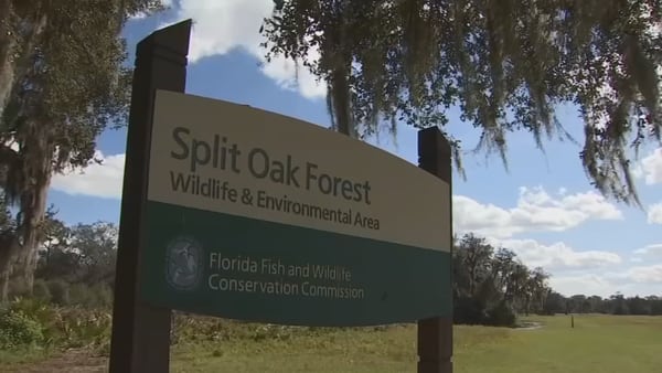 Orange and Osceola counties to face off in court over proposed toll road through Split Oak Forest