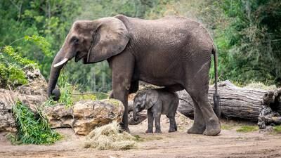 SEE: Newest baby elephant joins the herd at Disney’s Animal Kingdom