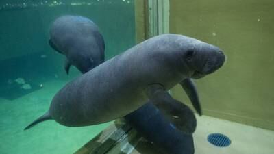 Photos: 4 young manatees flown from SeaWorld Orlando to Columbus Zoo for treatment