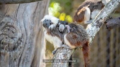 Oakland Zoo  Cotton-Top Tamarin