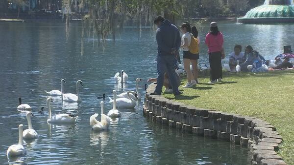 Orlando investigates mysterious string of swan deaths at Lake Eola Park