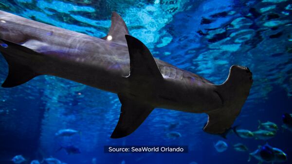 2 endangered great hammerhead sharks on display at SeaWorld Orlando