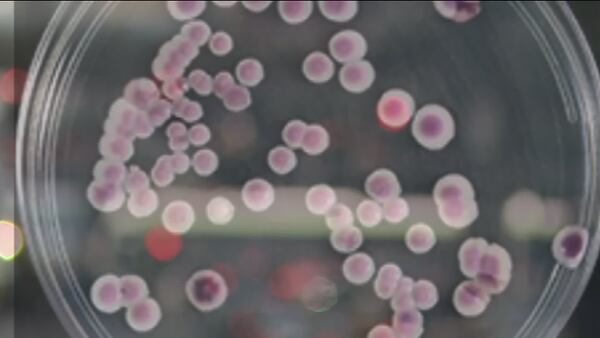 VIDEO: WHO, CDC warn antibiotic resistant superbugs are the next major public health threat