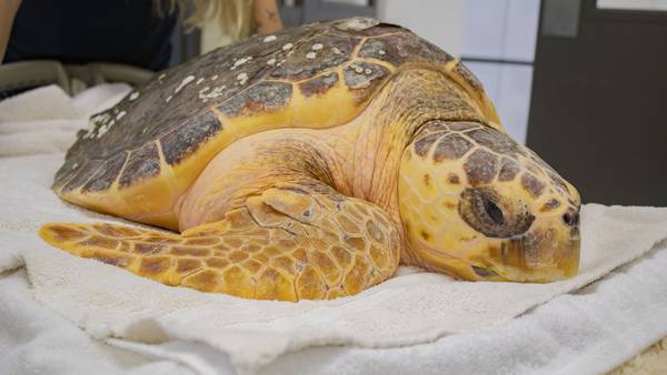 Brevard Zoo to release sea turtle after 3 months of rehab for pneumonia
