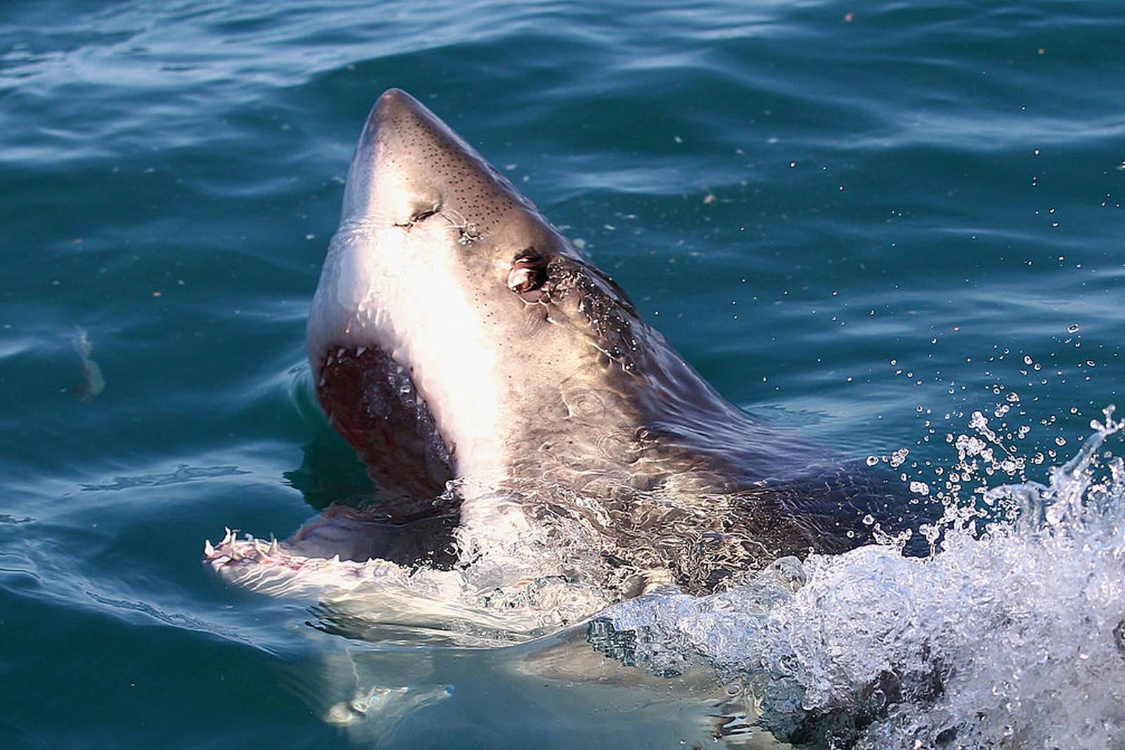Great white shark tracked to 100 miles from Florida shore – WFTV