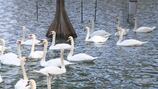 Several young swans reported missing at Lake Eola in downtown Orlando
