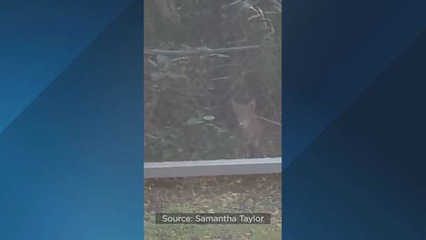Video: Longwood residents concerned over coyote packs in neighborhood