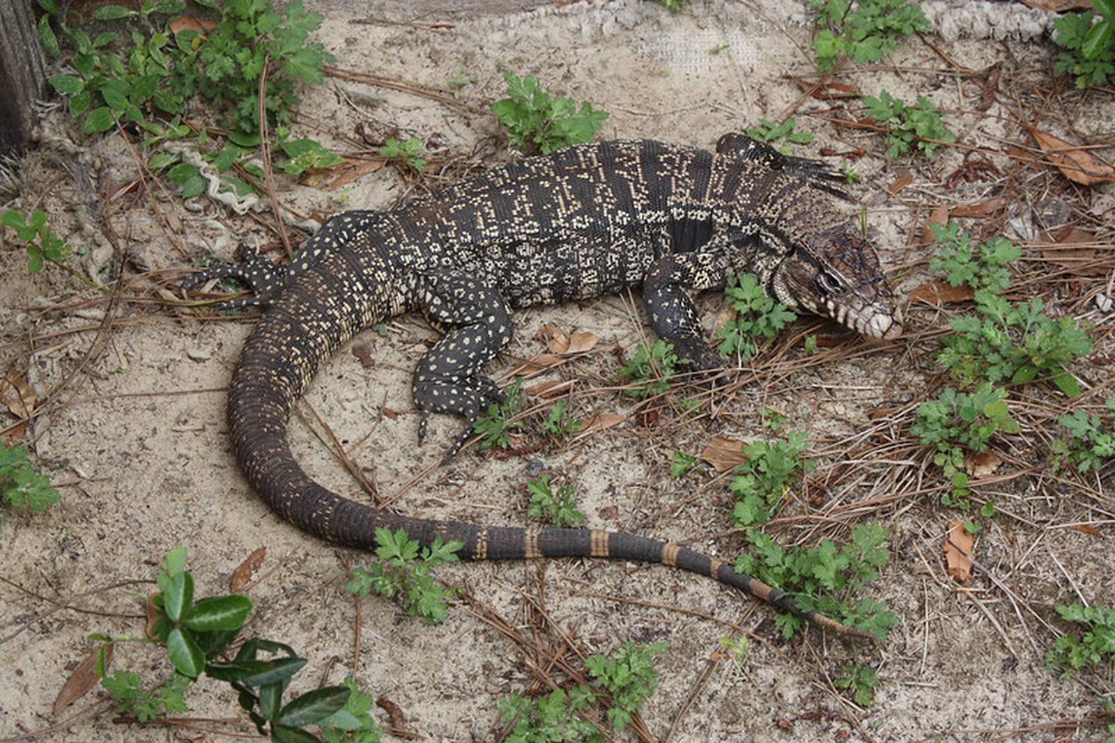 9 facts about tegus, the giant, invasive lizards living in Central