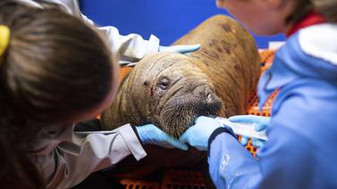 Rescued walrus calf 'sassy' and alert after seemingly being left by her herd in Alaska