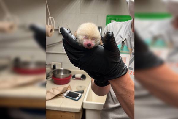 Seeing red: Michigan zoo welcomes red panda cub