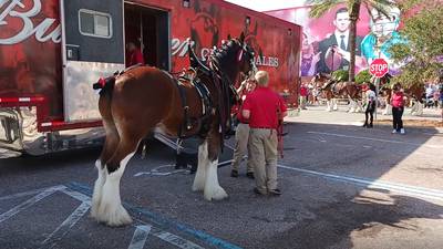 Photos: Budweiser Clydesdales return to Orlando’s ICON Park