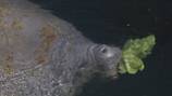 Local nonprofit works to grow lettuce to help feed manatees at SeaWorld