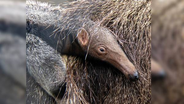 Welcome Lancaster! Giant anteater pup born at Lincoln Children’s Zoo