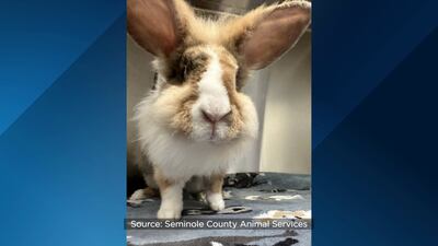 Photos: Looking for a ‘pocket pet’? These rabbits, rats are up for adoption in Seminole County