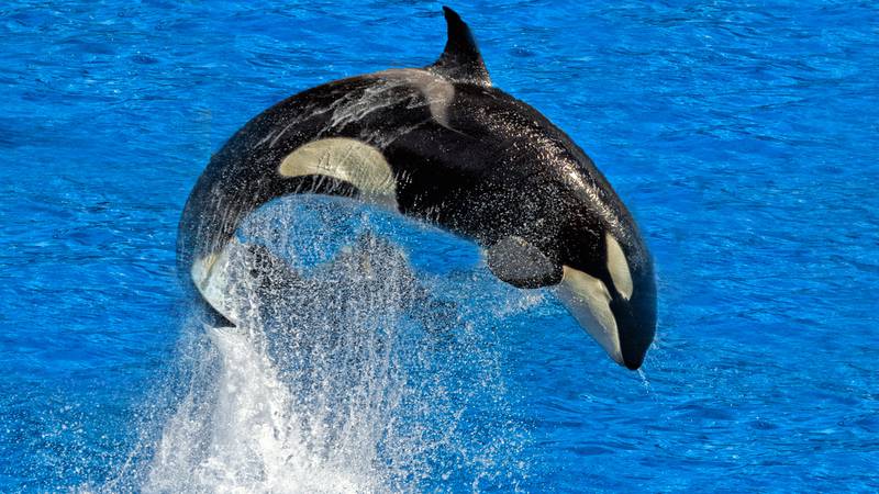 New study finds that killer whales aren’t attacking boats but are bored, playful teens