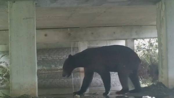 VIDEO: Construction of new wildlife underpass underway on I-4