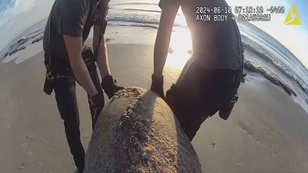 Flagler County crews rescue large sea turtle trapped on pile of rocks