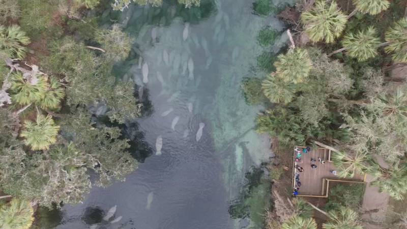 Manatee viewing at Blue Spring has visitors lined up for miles