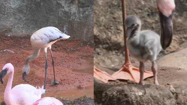 Home run: Baseball clay helps Disney’s Animal Kingdom flamingos hatch first chick in a decade