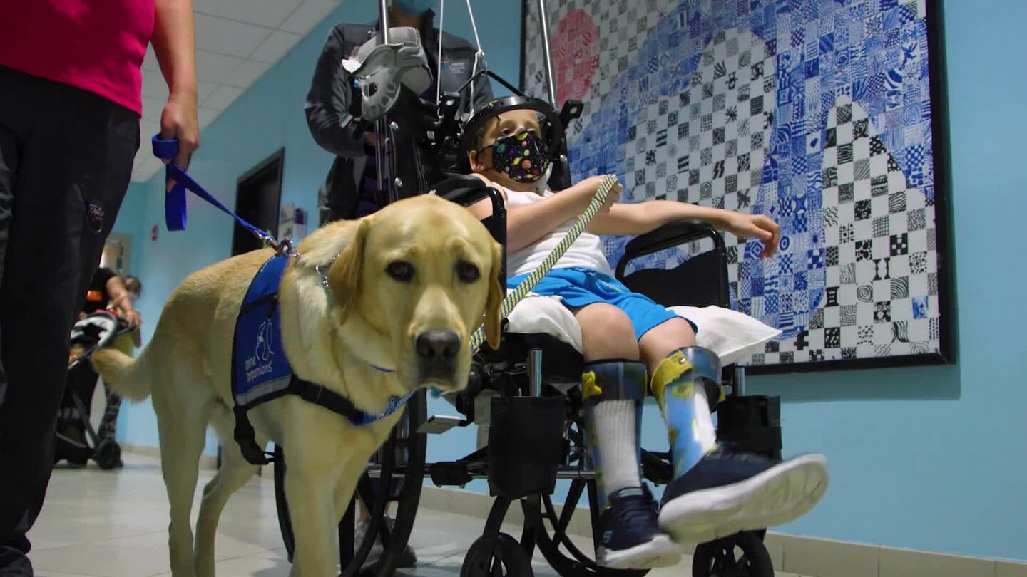 Meet Parks, Orlando Health Arnold Palmer Hospital for Children’s first-ever facility dog – WFTV