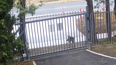 ‘Unauthorized entry’: Kangaroo attempts to break into Russian embassy